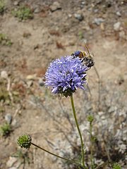 gilia capitata and apis mellifera